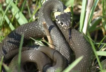 В Рыбинском районе змеи всё чаще кусают людей