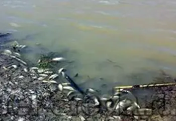 Выявлено загрязнение трёх рек региона