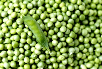 В Ярославской области стали выращивать овощи в промышленных объёмах