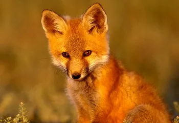 Рыбинец подружился с лисами