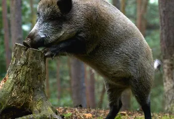 Африканская чума поразила животных в Ростовском районе