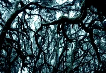 Под Рыбинском дачники нашли подозрительные ямы, напоминающие скотомогильники