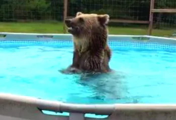 Строительство бассейна Заволгой требует ещё 40 миллионов