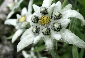 В Ярославской области возможны ночные заморозки