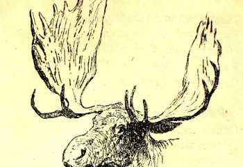 Во Фрунзенском районе обосновался взрослый лось