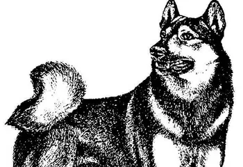 В Рыбинском районе собака покусала годовалую малышку