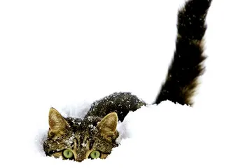 Ярославль готовится к зимнему сезону