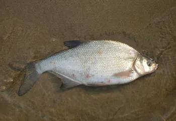 РАН: "Всё рыбное хозяйство Ярославской области - под угрозой"