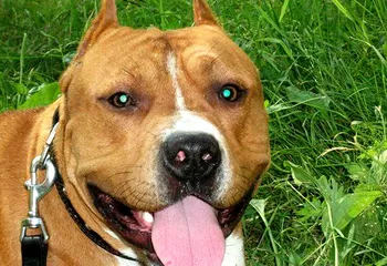 В Ярославле бойцовская собака искусала годовалого ребёнка