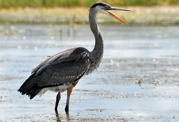 Рыбинцы обеспокоены судьбой цапли, поселившейся в городе