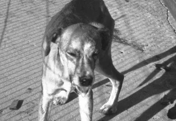 В центре Рыбинска нашли труп бешеной собаки