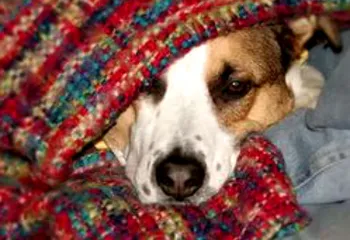 В Переславле-Залесском в 9 многоквартирных домах ещё не дали отопление