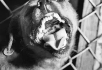 В Рыбинске зафиксировали четвёртый случай бешенства в черте города