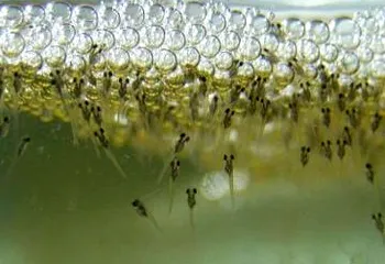 В Переславле-Залесском введён запрет на ловлю рыбы в Плещееве озере