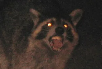 «Бешеный» рост бешенства в Ярославском регионе: в 4 раза больше случаев за год