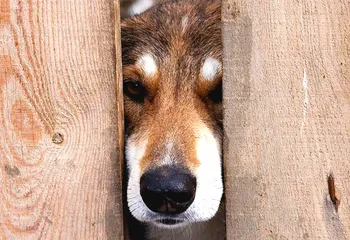 «Спецавтохозяйство» в Ярославле займётся передержкой животных