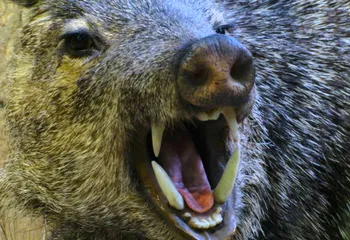 В Ростове Великом на территории гимназии бегал агрессивный кабан