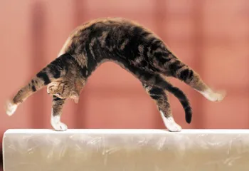 В Ярославле могут образовать пять огромных спортивных школ