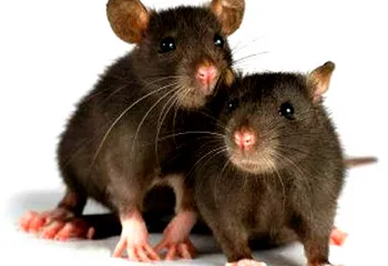 Более 30 человек в Рыбинске заболели мышиной лихорадкой