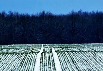 В Ярославской области озимые культуры оказались под угрозой гибели