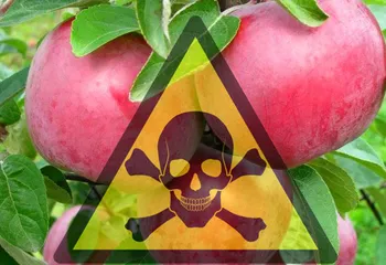 20 тонн потенциально опасных белорусских яблок попали на столы ярославцев