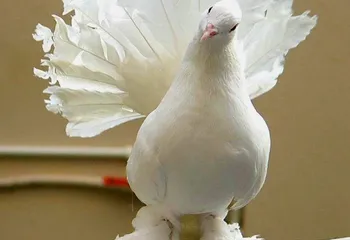 В Переславле пройдёт всероссийская выставка голубей