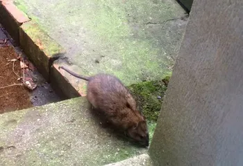 Внимание: карантин по бешенству введён в черте Ярославля