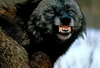 Ещё два случая бешенства выявлены в Ярославской области