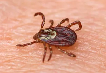 В Ярославской области просыпаются клещи