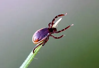 В апреле ярославские парки обработают от клещей