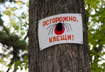 В Ярославской области проснулись клещи: есть пострадавшие