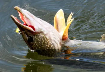 Рыбинское море наводнят щуками