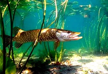 Ярославские реки мелеют третий год подряд