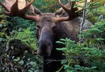 В Рыбинском районе сразу 3 лося стали виновниками ДТП