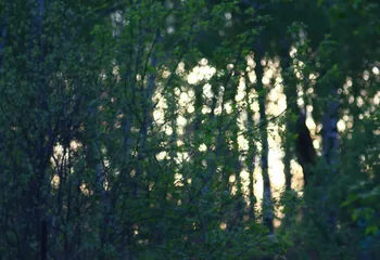 Малютин провёл встречу по Павловской роще, где рассказал о её судьбе