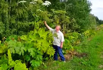 В Рыбинске потратят 100 000 рублей на борьбу с опасным растением