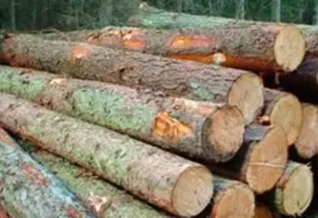 За 3 года в Ярославской области незаконно спилили 23 000 га леса