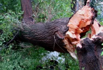 На выходных в Ярославле из-за ветра падали деревья