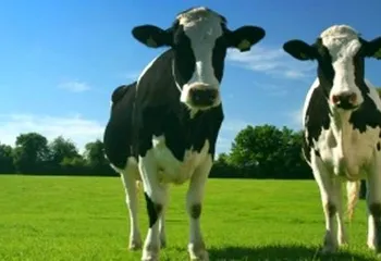 За производством молока в Ярославской области можно будет наблюдать онлайн