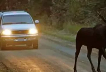 Во Фрунзенском районе Ярославля насмерть сбили лося