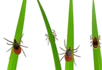 15 ярославцев заразились от клещей в этом сезоне