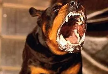 В Ярославле бойцовская собака напала на мужчину