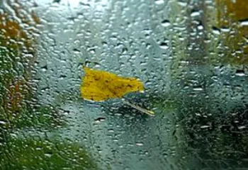 В Ярославской области ожидается дождливая неделя