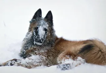 Снег в Ярославле может пойти уже в четверг