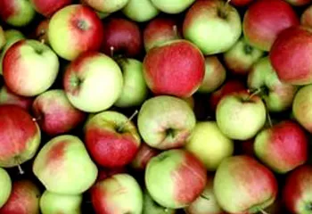 В Ярославле обнаружили сотни килограммов запрещённых фруктов