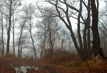 В Ярославской области будет холодать всю неделю
