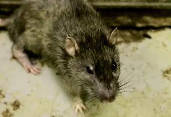 Роспотребнадзор нашёл крыс в многоэтажке в Дзержинском районе