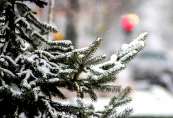 Синоптики обещают, что на Новый год в Ярославле будет тепло