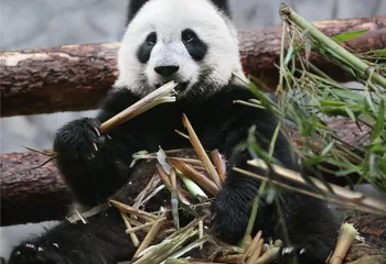 Самолеты Почты России доставили в Москву двух больших панд, переданных России Китаем
