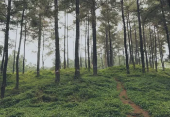 Почти 60 аллей появилось по всей России в честь 20-летия Кадастровой палаты